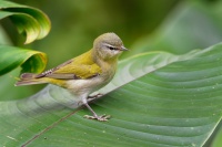 Lesnacek olivovy - Leiothlypis peregrina - Tennessee Warbler o1466